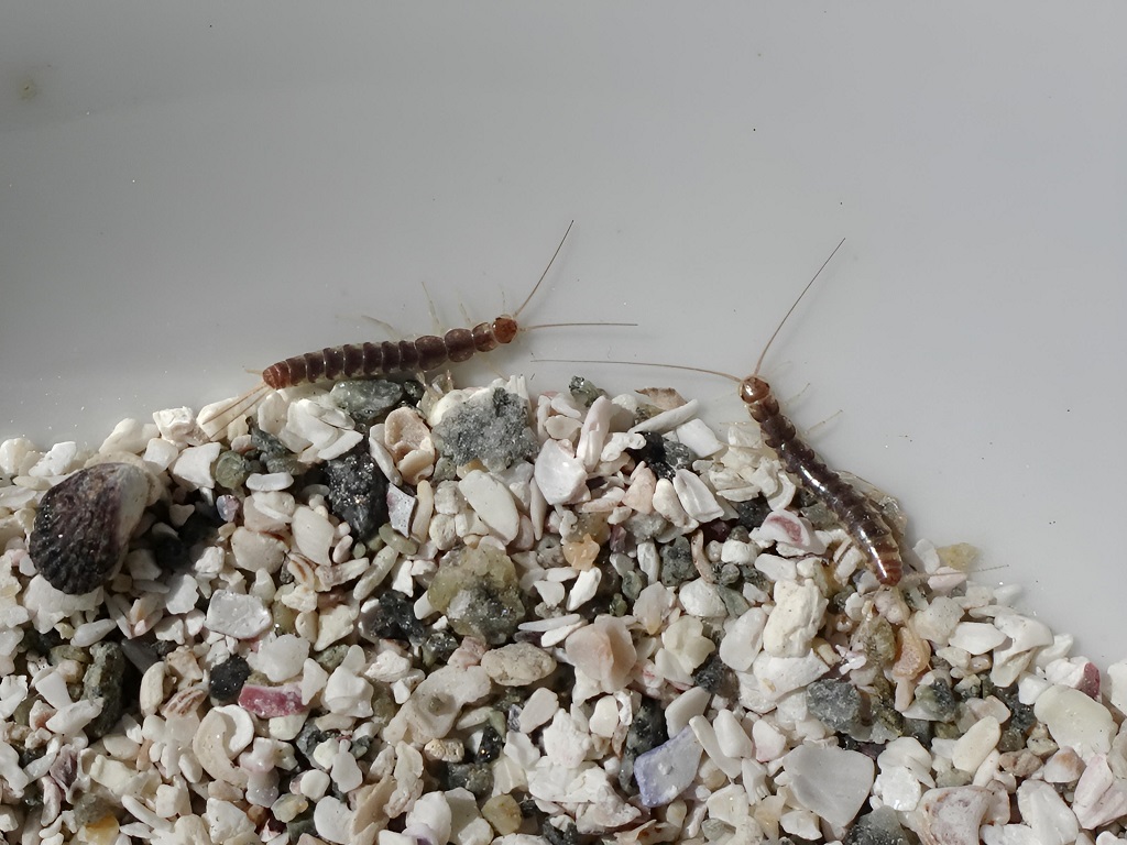 El Atacamus neotropicalis