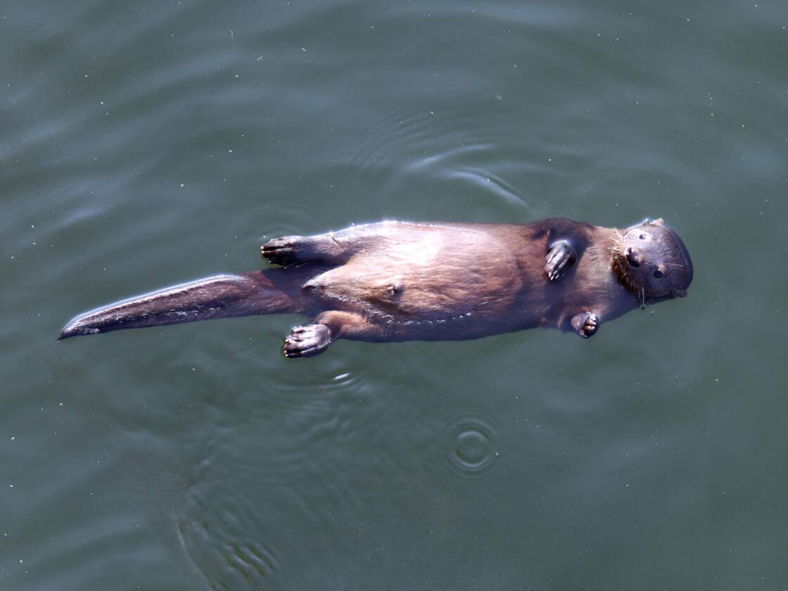 La Lontra Felina