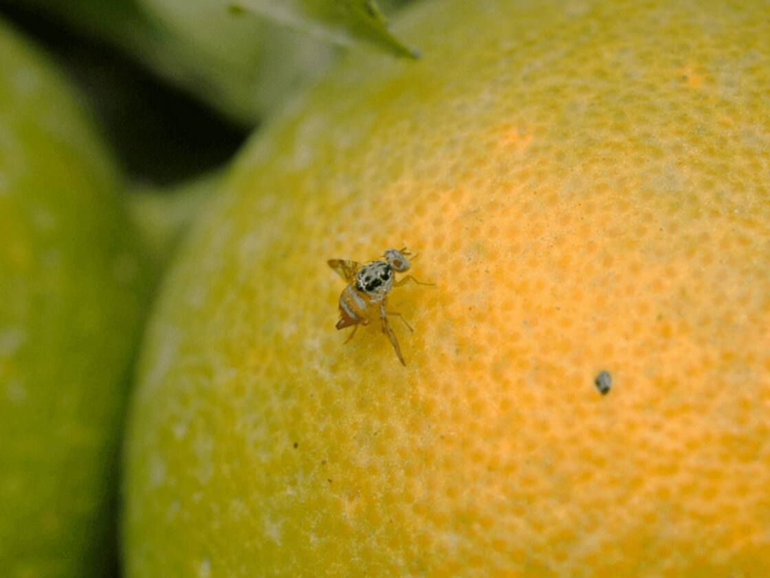 La Ceratitis capitata