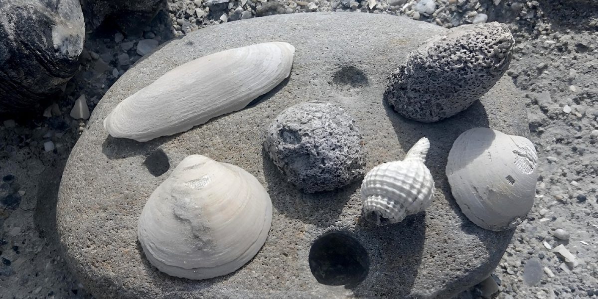 Caracol papa  (7)