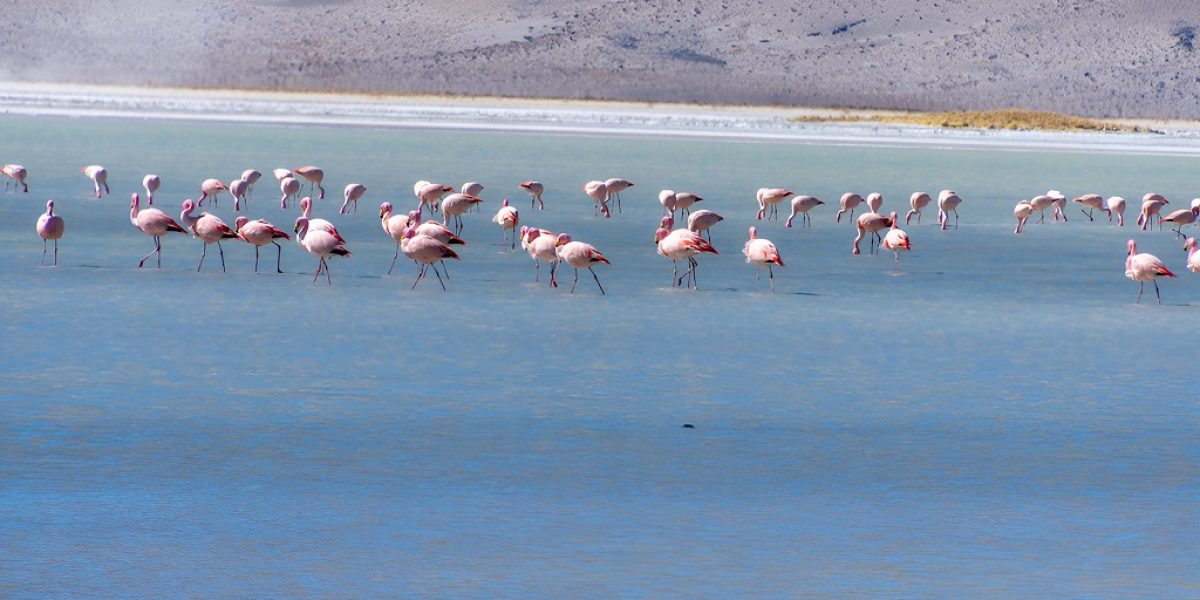 Salar del Huasco (6)