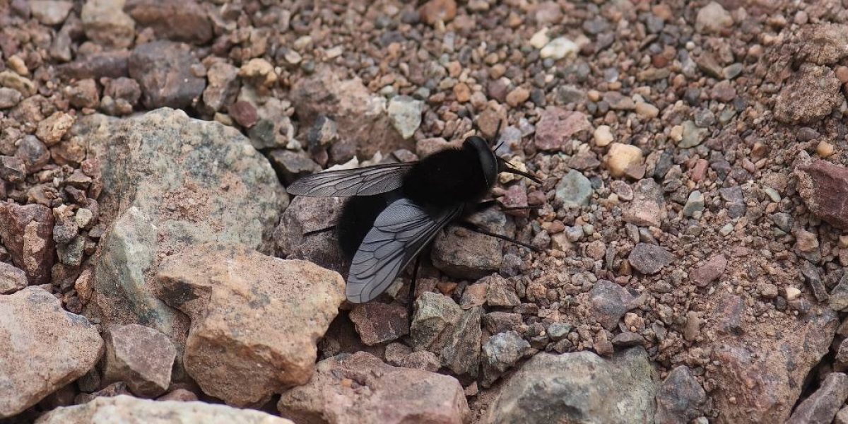 WhatsApp Image 2025-10-16 at 12.50.01-pica